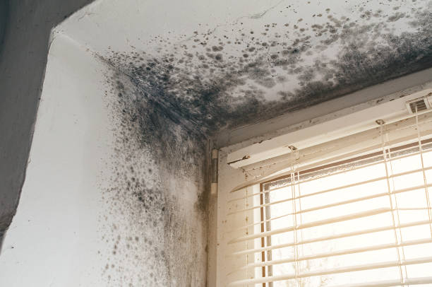 Affordable Commercial Mold Remediation solutions in Fountain, NC